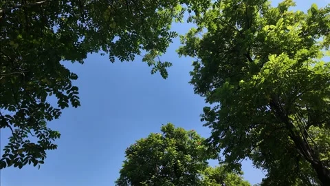 Looking Up Forest Canopy with Sky 4K Video Stock Footage 317098135