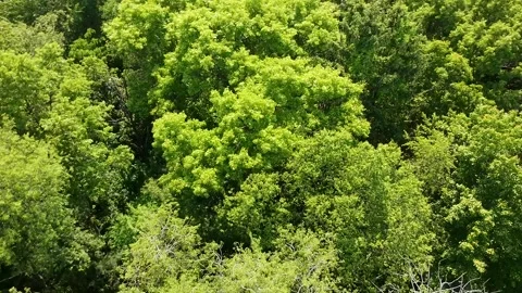 Looking Up at Forest Canopy with Swaying Treetops 스톡 동영상 310744499
