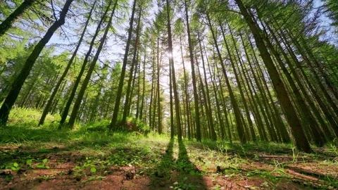 Looking Up at Forest Canopy with Tall Evergreen Trees and Blue Sky Video stock 327471182