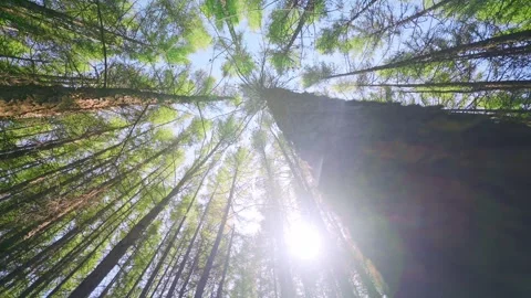 Looking Up at Forest Canopy with Tall Evergreen Trees and Blue Sky Stock Footage 327471997