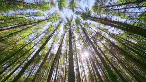 Looking Up at Forest Canopy with Tall Evergreen Trees and Blue Sky Video stock 327472152