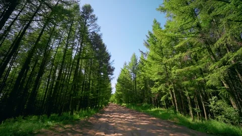 Looking Up at Forest Canopy with Tall Evergreen Trees and Blue Sky Stock Footage 327481240