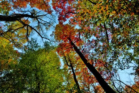 Looking up in the forest crown of trees sky Foto stock