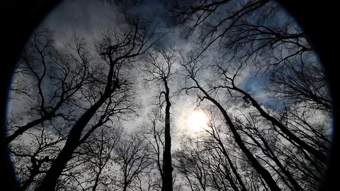 Looking Up In Forest. Dark Silhouette Of Tree Tops Video stock 105920454