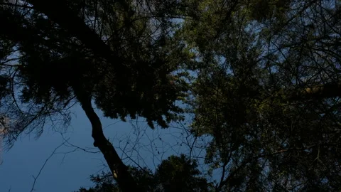 Looking up in forest. Eco-friendly walking through natural forest Stock Footage 303886900