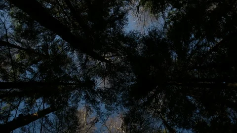 Looking up in forest. Eco friendly walking natural forest, cinematic Stock Footage 304951123