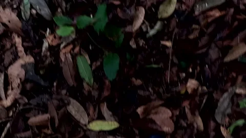 Looking at the forest floor while a person is walking Vidéo 336933606