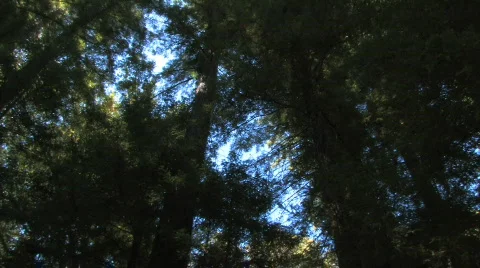 Looking Up in the Forest Video stock 612428