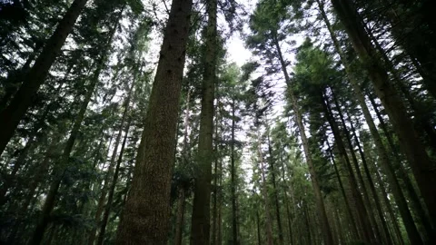 Looking Up in a Forest Video stock 171242734