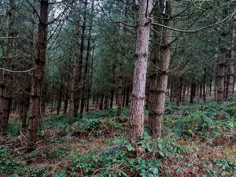 Looking into a forest full of beautiful pine trees Photos