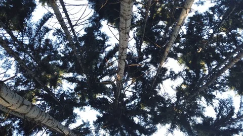 Looking up in Forest - Green Tree branches nature abstract. Stock Footage 129098423