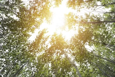Looking up in Forest - Green Tree branches nature abstract. Stock Photos