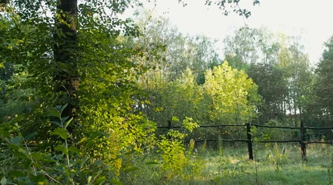 Looking at a forest from the other side of a handmade wooden fence Stock Footage 67098776