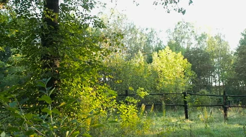 Looking at a forest from the other side of a handmade wooden fence Stock Footage 67099040