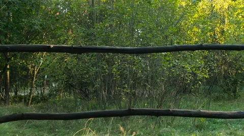 Looking at a forest from the other side of a handmade wooden fence Stock Footage 67099540
