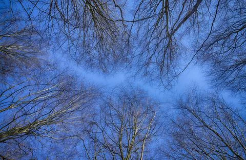 Looking up forest perspective. Stock Photos