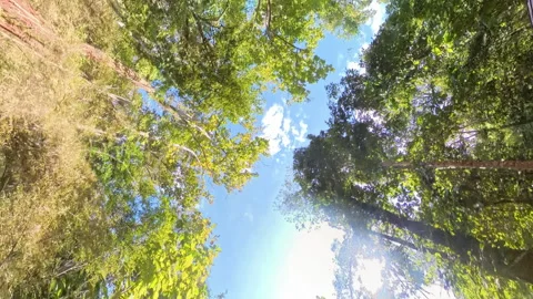 Looking up forest perspective sky on a serene road surrounded by lush greenery 스톡 동영상 297054526