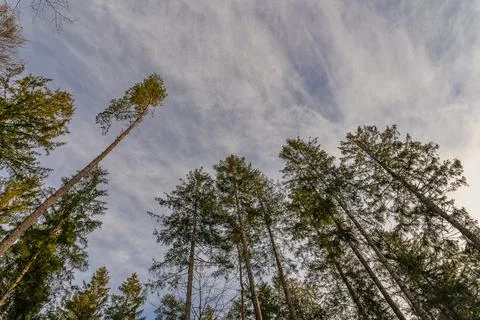 Looking up forest perspective at some tree tops with copy space at the top. Stock Photos