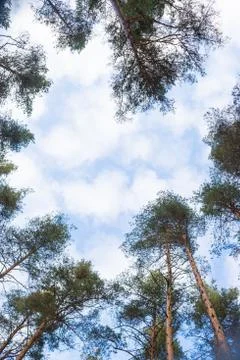 Looking up forest perspective.Tall pine trees against blue sky seen from the Stock Photos