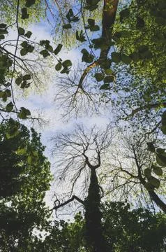 Looking up in a forest Stock Photos