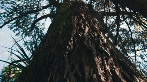 Looking up in forest, POV through tops of trees, sun shines through foliage Stock Footage 110729096