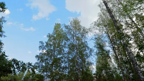 Looking up in forest, POV through tops of trees, Beautiful sunny day. Stock Footage 111471021