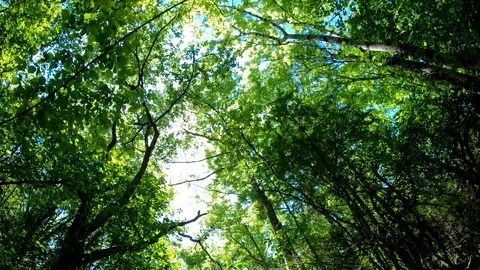Looking up in forest, POV through tops of trees, sun shines through foliage Stock Footage 112371231