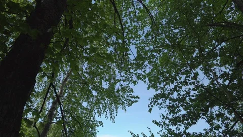 Looking up in forest, POV through tops of trees, sun shines through foliage Видео 125944865