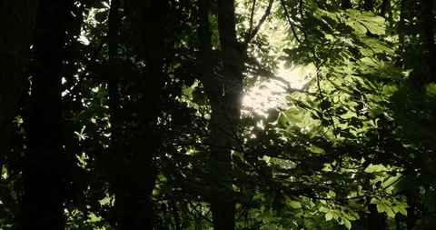 Looking up in forest, POV through tops of trees, sun shines through foliage 스톡 동영상 128216830