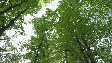 Looking up in forest, POV through tops of trees, sun shines through foliage Stock Footage 129279602