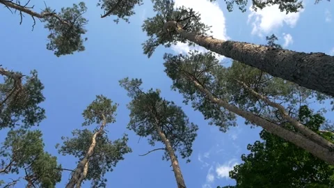Looking up in forest, POV through tops of trees, sun shines through foliage Stock-Footage 132688039