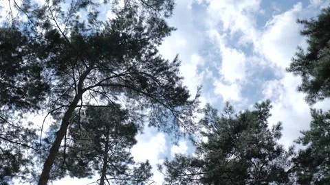 Looking up in forest, POV through tops of trees, sun shines through foliage Stock Footage 132688108