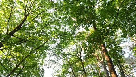 Looking up in forest, POV through tops of trees Stock Footage 244243871