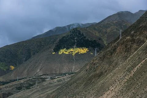Looking at a forest in the shape of a large tree on the hillside from afar Stock Photos