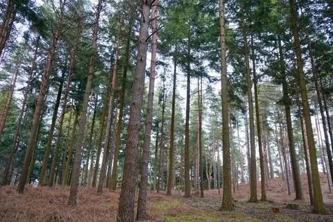 Looking in to a forest with tall pine trees 스톡 사진