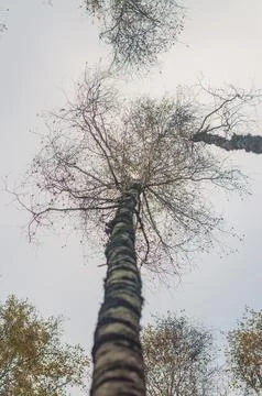 Looking up in Forest - Tree branches nature abstract background 스톡 사진