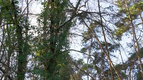 Looking Up at Forest Tree Canopies with Blue Sky Background Stock Footage 323719836
