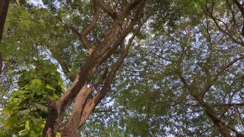Looking up to the forest tree top Видео 347541291