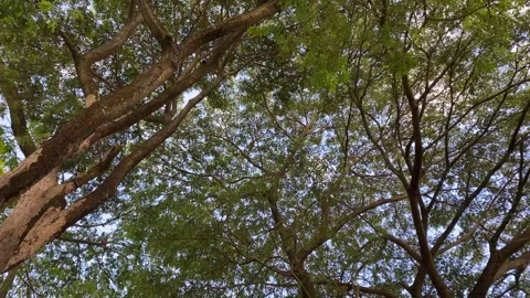Looking up to the forest tree top Stock Footage 347541313