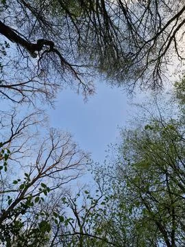 Looking up at forest trees and blue sky. Spring season in the forest Stock Photos