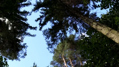Looking Up At Forest Trees Blowing In A Gentle Breeze 스톡 동영상 161988607