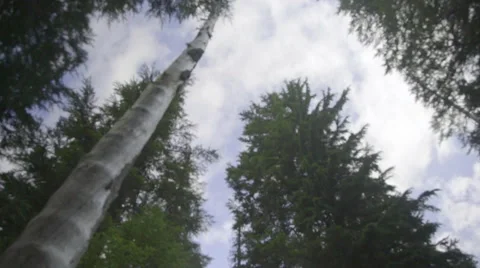 Looking up at forest trees Stock Footage 59131706