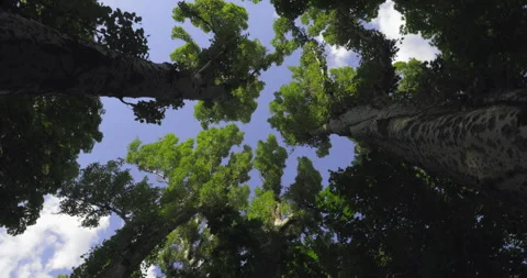 Looking up into forest trees Stock Footage 244123793