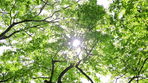 Looking up at forest trees in Karuizawa with sunlight. 4K. Stock Footage 328629550