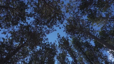 Looking up at Forest Trees on a Sunny Day Stock Footage 164065327