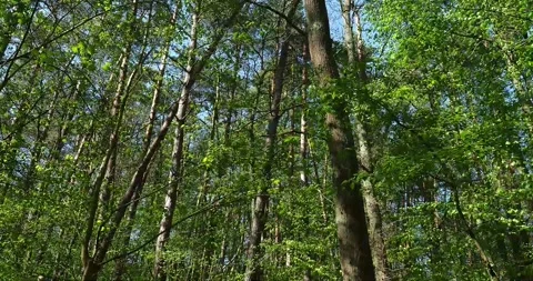 Looking Up at Forest Trees Swaying in Wind with Green Leaves Vídeos de archivo 333418295
