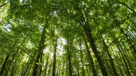 Looking up in forest, walking under trees in spring. Sun shines through leaves Video stock 129389338