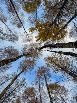 Looking up in Forest - yellow Tree branches nature abstract background Stock Photos