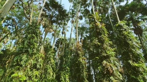 Looking up in forest,Tilting forests tall tree Stock Footage 116802878