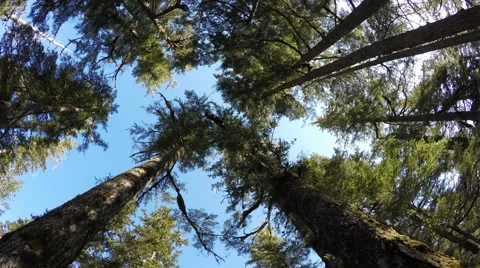 Looking Up In Forrest Stock Footage 51291015